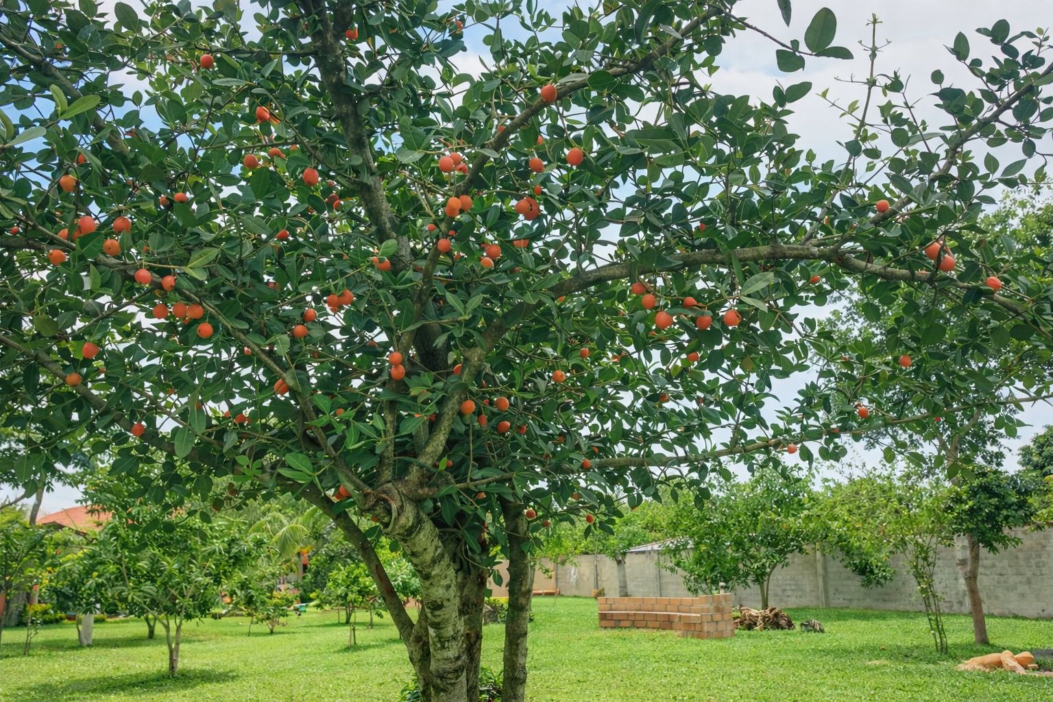 Área verde